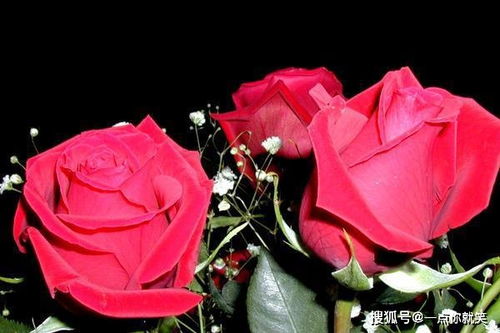 玫瑰花今日运势揭秘