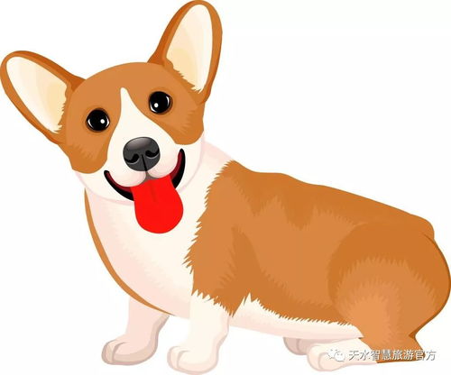 天秤狗女今日运势揭秘