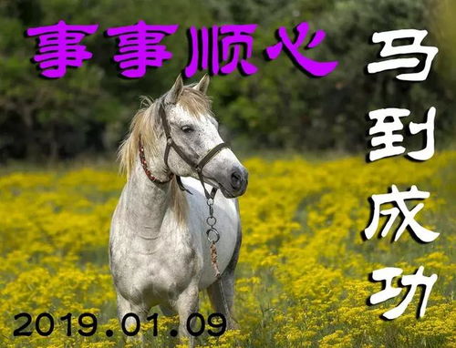 摩羯马今日运势揭秘