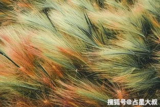 今日运势科技紫薇网解析