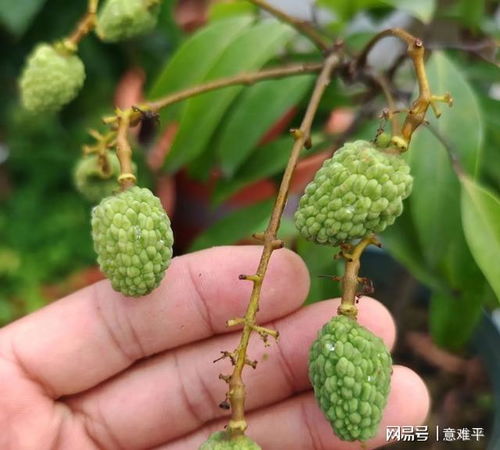 中国最好的果树苗木网