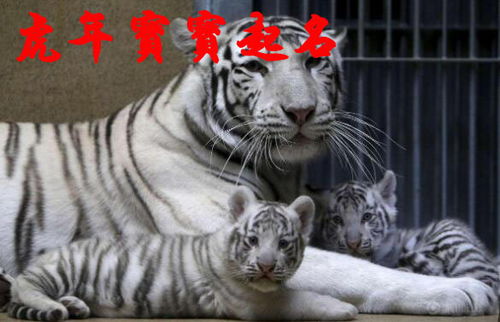 郭姓虎宝宝命名灵感