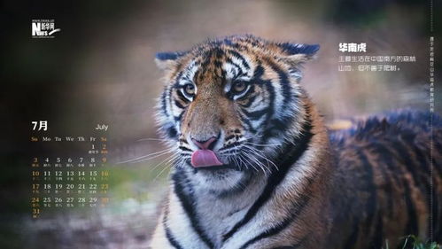 虎宝宝取名瑞泽寓意深