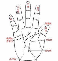 手相解读，感情运势准否？