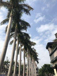厦门冬日自由行指南