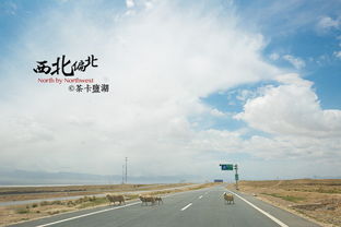 六月青海旅游团攻略秘籍 六月青海旅游团攻略秘籍