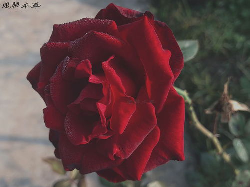 红玫瑰花
