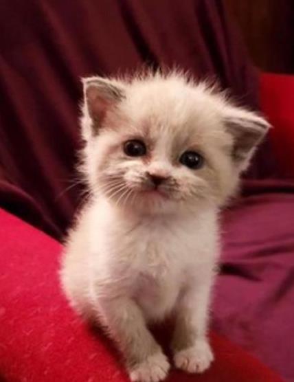 小奶猫昵称巧取法 小奶猫昵称巧取法